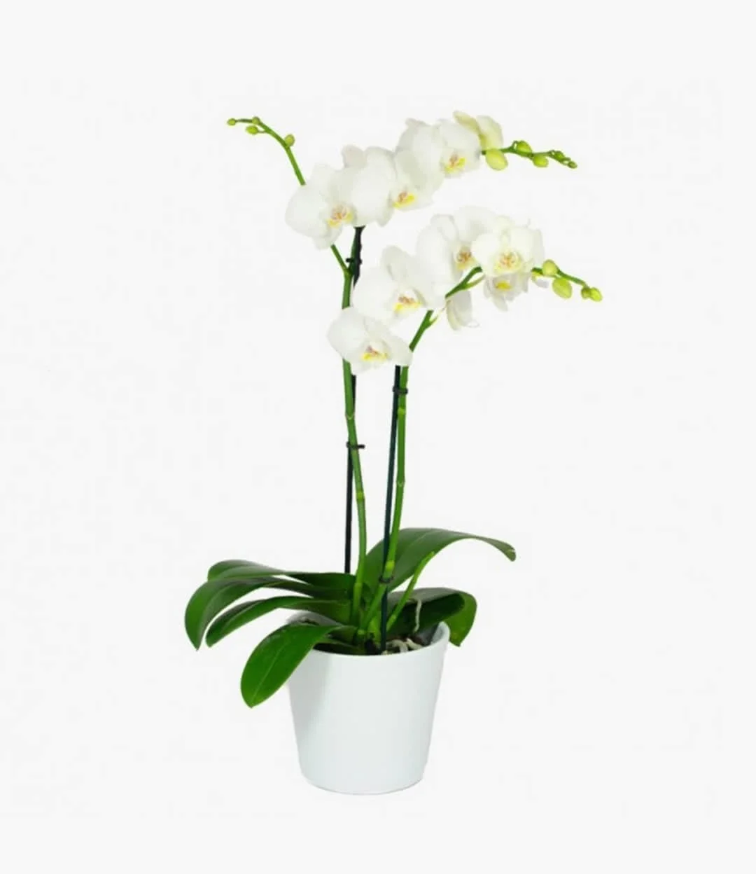 The Perfect Pair Orchids Pot
