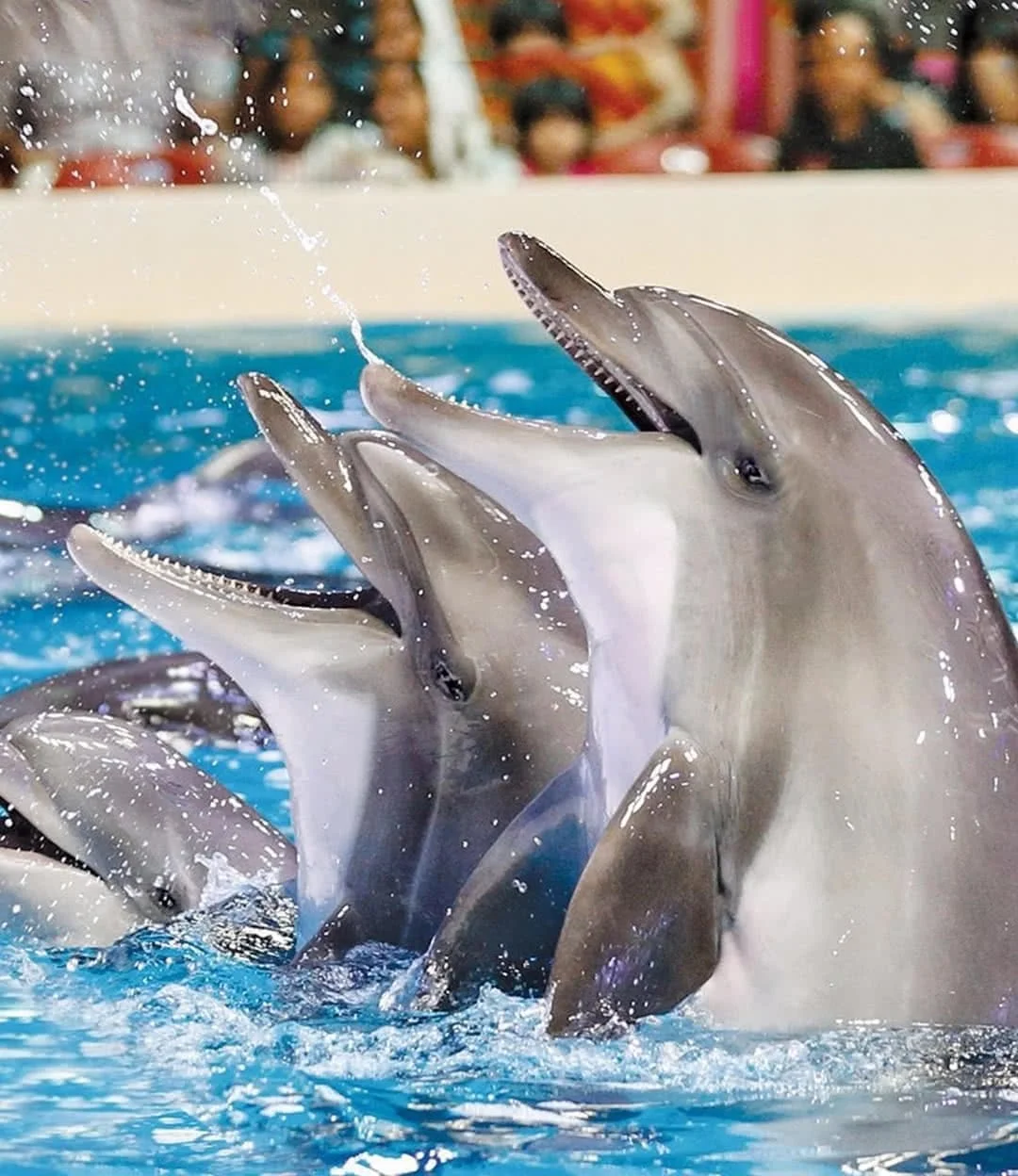Dolphin Show (Adult) 