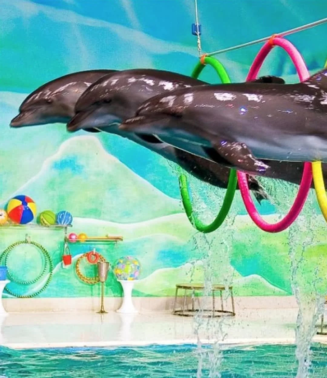Dolphin Show (Child) 