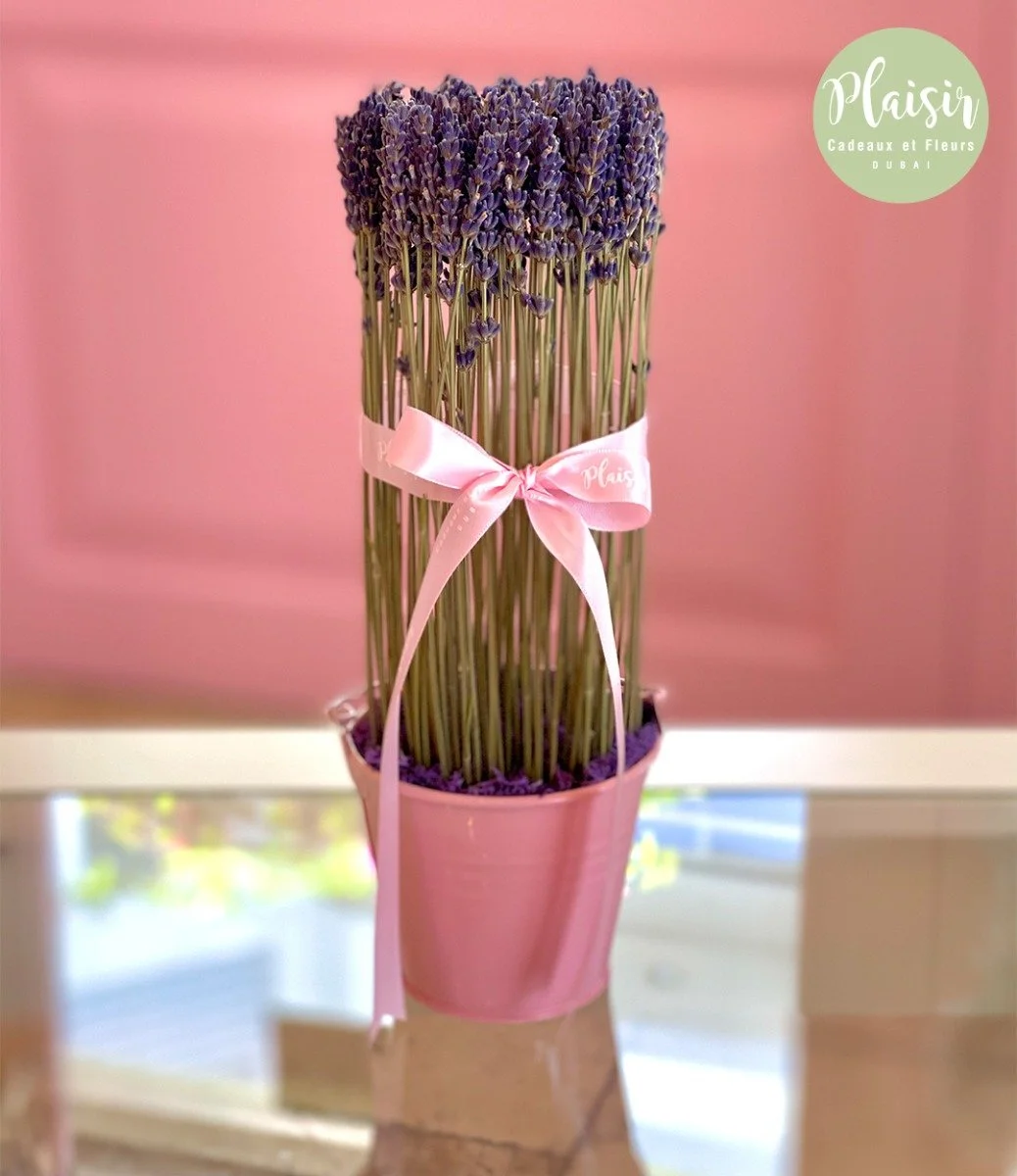 Mini Lavender By Plaisir