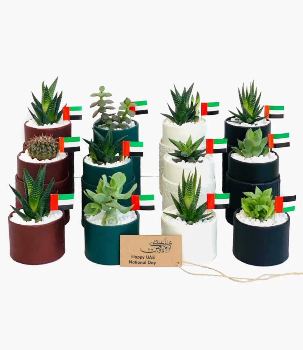  مجموعة من 12 قطعة مزيج نبات عصاري صغير - اليوم الوطني الإماراتي من وندر بوت