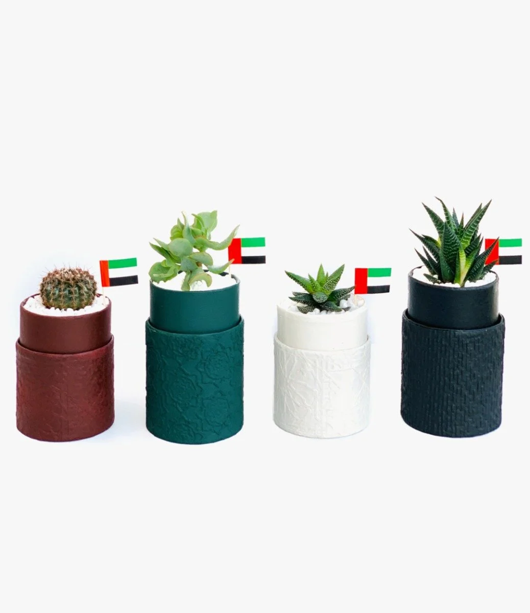  مجموعة من 4 قطع مزيج نبات عصاري صغير - اليوم الوطني الإماراتي من وندر بوت
