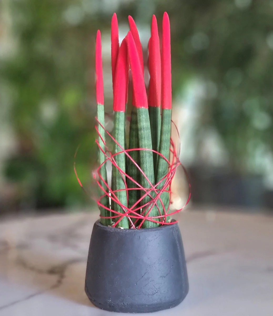 Sansevieria Red Velvet In A Black Vase