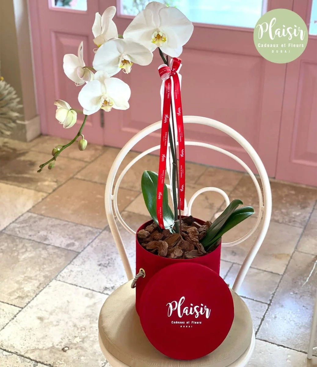Single Note White Orchid in Red Box By Plaisir