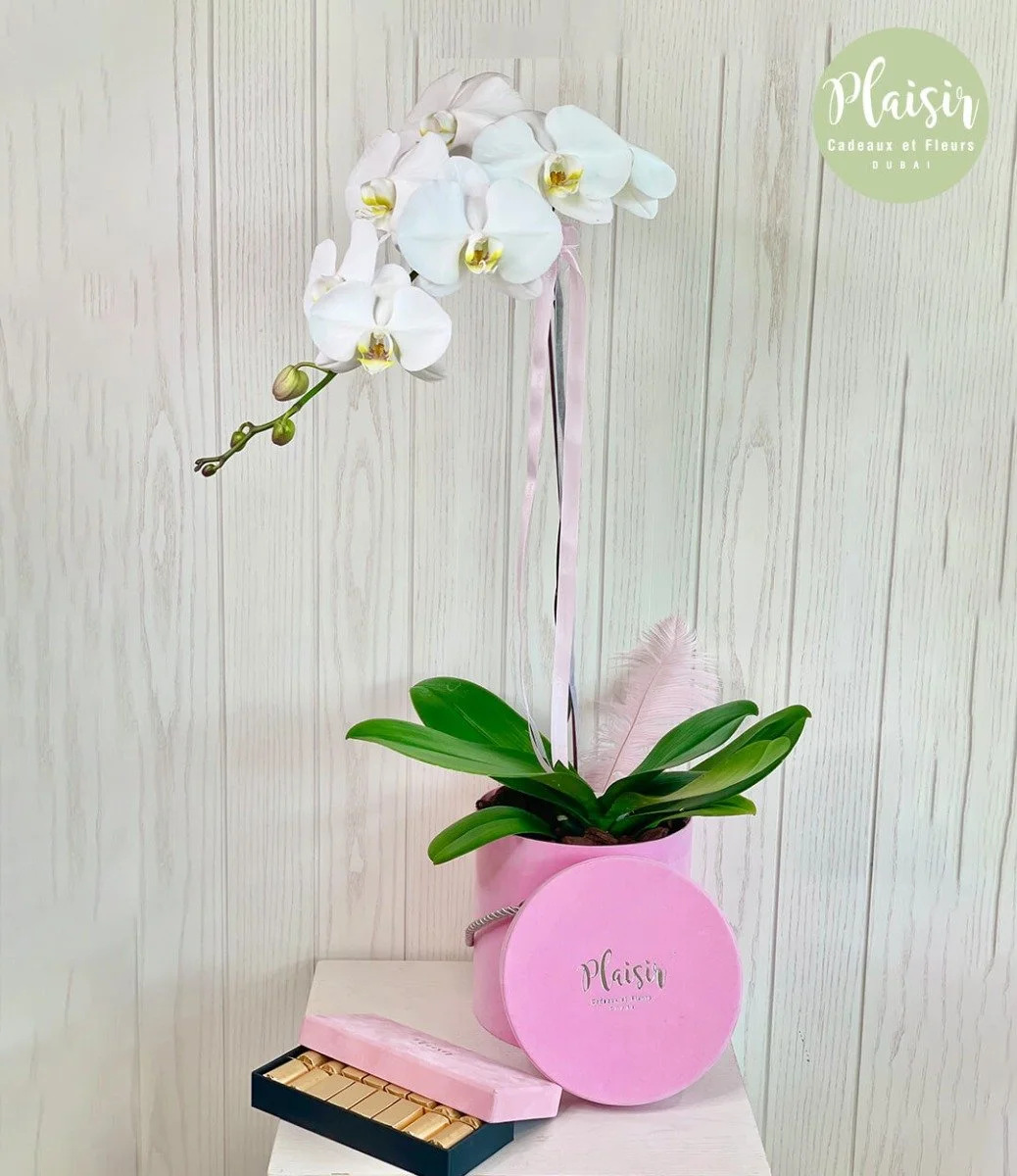 مجموعة هدايا شوكولاتة باتشي وزهرة أوركيد باللون الوردي من بليزير