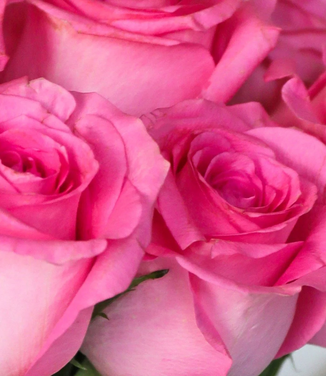 One Dozen of Pink Roses Arrangement