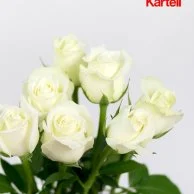 Simple Devotion Roses Bouquet