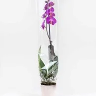 Elegance Abounds Orchids Pot