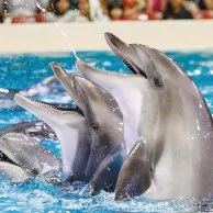 Dolphin Show (Adult) 