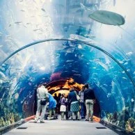 Dubai Aquarium Ticket (Child) 