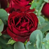 12 Red Roses & Eucalyptus Arrangement*