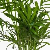 Areca Plant with Bluetooth Speakers