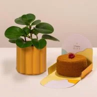 A Set of Cake and Peppermint Plant by Ashjar