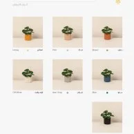 Anthurium Plant 3 by Ashjar