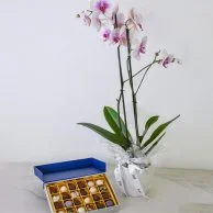 Bonbon Box  and Orchids Bundle by Lilac (24 pcs)