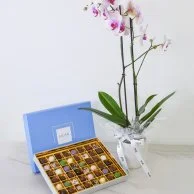 Bonbon Box  and Orchids  Bundle by Lilac (48 pcs)