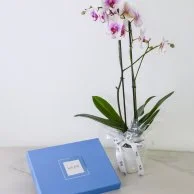 Bonbon Box  and Orchids  Bundle by Lilac (48 pcs)
