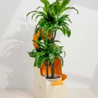 Dorado Plant by Ashjar