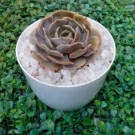 Echviria Succulent