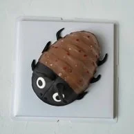 Edible Roach Anyone By NJD by NJD