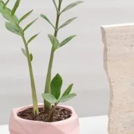 Zamia Plant