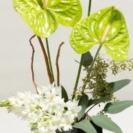 تنسيق زهور الأنثوريوم الخضراء