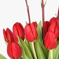 Hot Blooms Tulips Arrangement