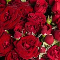 باقة حب الورد الأحمر