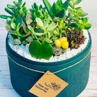 Lush Garden Box for UAE National Day by Wander Pot - Rich Green 
