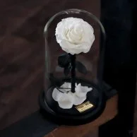 Preserved White Rose Glass Dome from iluba