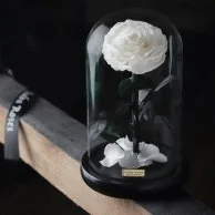وردة بيضاء طويلة الأمد داخل قبة زجاجية من إيلوبا
