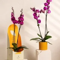 Purple Orchids 2 by Ashjar  