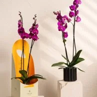 Purple Orchids 3 by Ashjar