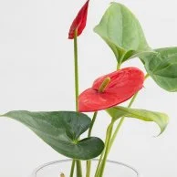 Red Anthurium Plant in A Vase