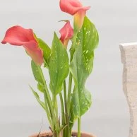 Red Calla Plant