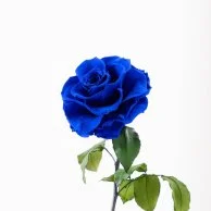 Royal Blue Bella Rose