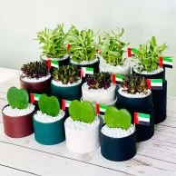 علب الهدايا النباتية لليوم الوطني الإماراتي من واندر بوت - مجموعة من 12