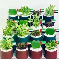 Plant Gift Boxes for UAE National Day by Wander Pot - Set of 16 