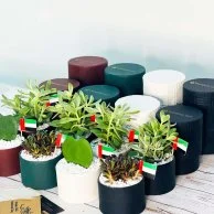 Plant Gift Boxes for UAE National Day by Wander Pot - Set of 16 