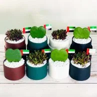 Plant Gift Boxes for UAE National Day by Wander Pot - Set of 8