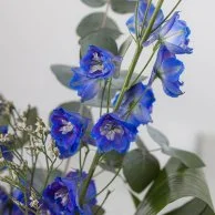 ندوق زهور بظلال زرقاء فاخرة