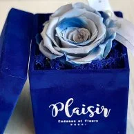 Single Infinity Multicoloured Blue Rose in Royal Blue Box by Plaisir