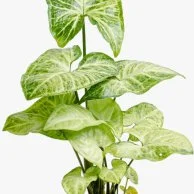 Ssonium Plant
