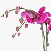 The Double Trouble Orchids Pot