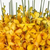 Yellow Orchids Pot