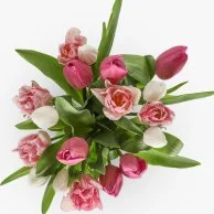 اشتراك أسبوعي - زهور التيوليب