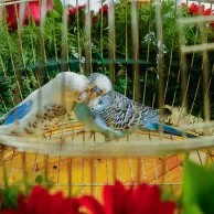 طيور الحب مع زهور