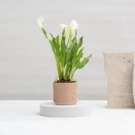 White Calla Plant