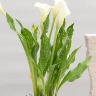نبتة الكالا لون أبيض