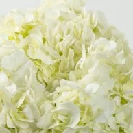 Luxury White Hydrangeas Arrangement